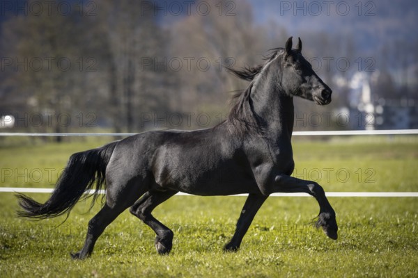 Frisian gelding in the pasture in autumn