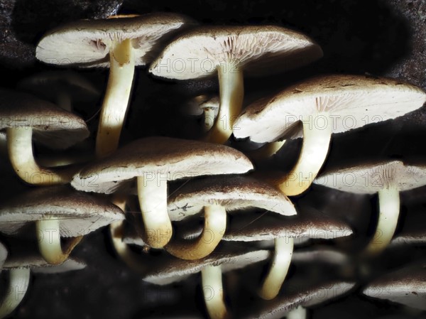 Fungus Kuehneromyces, North Rhine-Westphalia, Germany, Europe