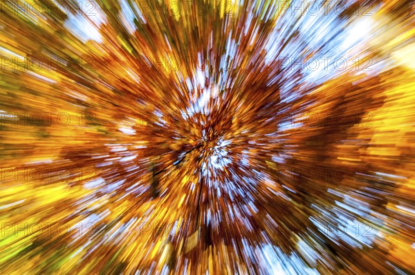 Motion background photo of an autumn forest as an abstract image with autumn colours. Motion background photo with autumn colours