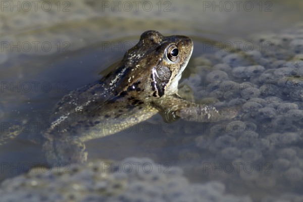 Spawning common toad (Bufo bufo)