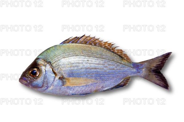 Diplodus sargus white sea bream isolated on white