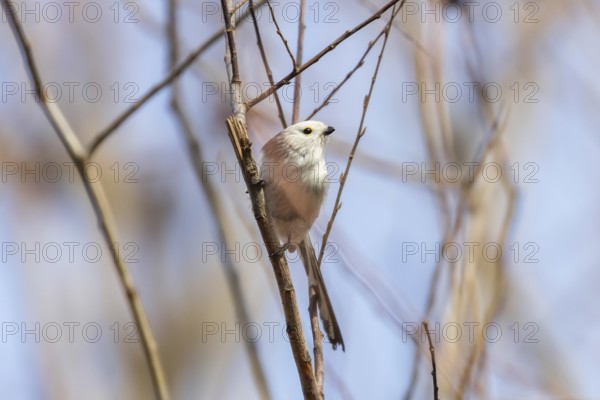 Long-tailed tit on branch (Aegithalos caudatus) Cute little Bird
