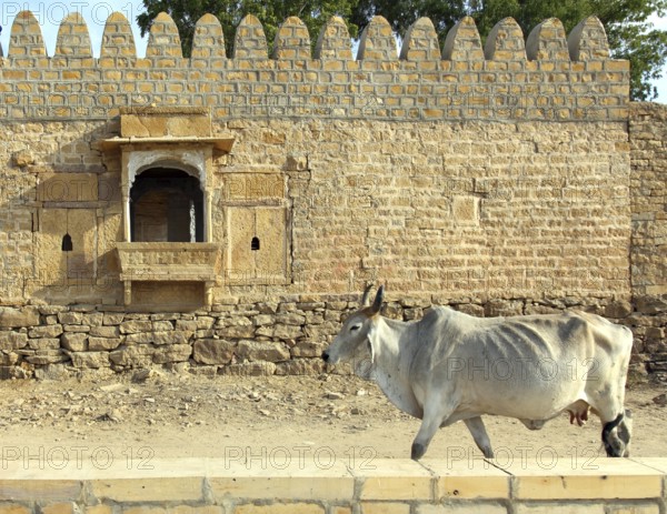 Indian cow on the background of the ancient building in Jaisalmer