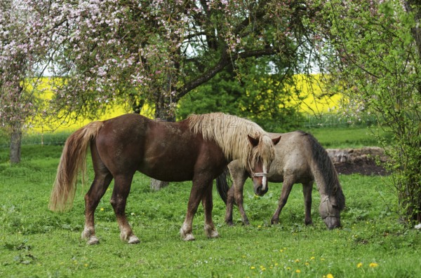 Horses grazing in a meadow of blossoming fruit trees