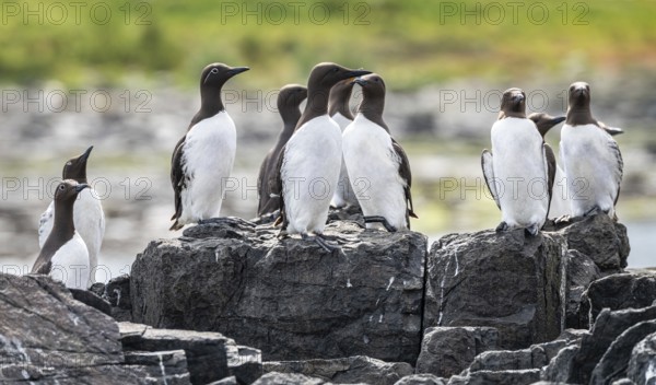 Small group of Guillemots nesting on The Farne Islands, Northumberland, England, United Kingdom, Europe