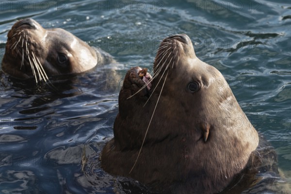 Wild Steller Sea Lion or Northern Sea Lion Eumetopias Jubatus with open mouth and teeth fangs swims in cold waves Pacific Ocean. Avacha Bay, Kamchatka Peninsula, Russian Far East, Eurasia
