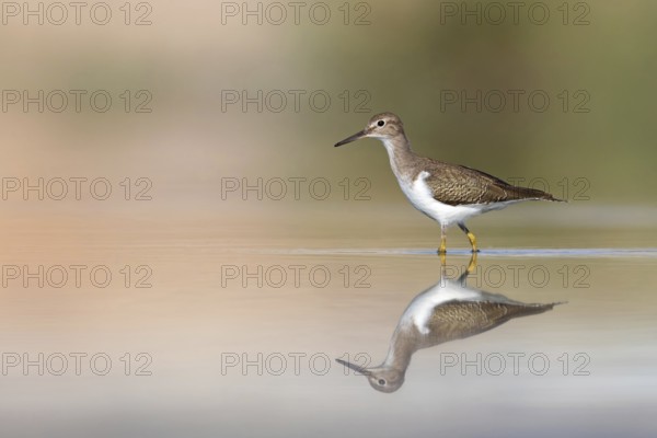 Common sandpiper, sandpiper (Actitis hypoleuco), biotope, habitat, foraging, Raysut, Salalah, Dhofar, Oman, Asia