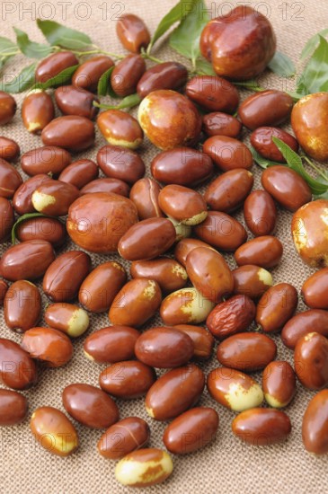 Chinese date (Ziziphus jujuba 'Meimizao'), (Ziziphus jujuba 'Da Baizao')