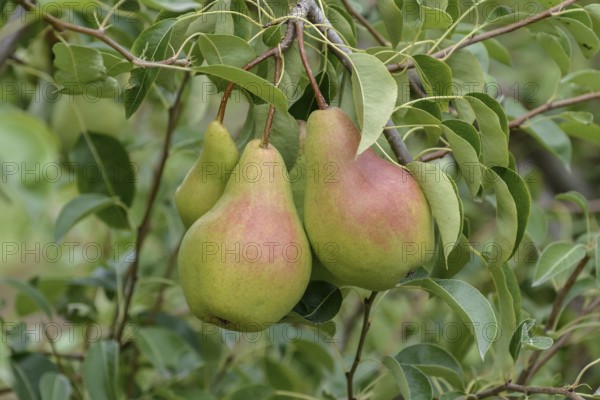 Pear (Pyrus communis 'Armida'), Bundessortenamt Prüfstelle Wurzen, Wurzen, Saxony, Germany, Europe
