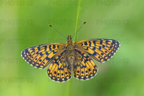 Small pearl-bordered fritillary, (Boloria selene), butterfly, butterfly, insect, macro, top view, Wadi Darbat, Salalah, Baden-Württemberg, Oman, Asia