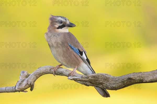 Jay, European Jay, Jay, eurasian jay (Garrulus glandarius), Geai des chênes, Arrendajo Común, Arrendajo, on perch, summer, Ormoz area, Ormoz, Podravska, Slovenia, Europe