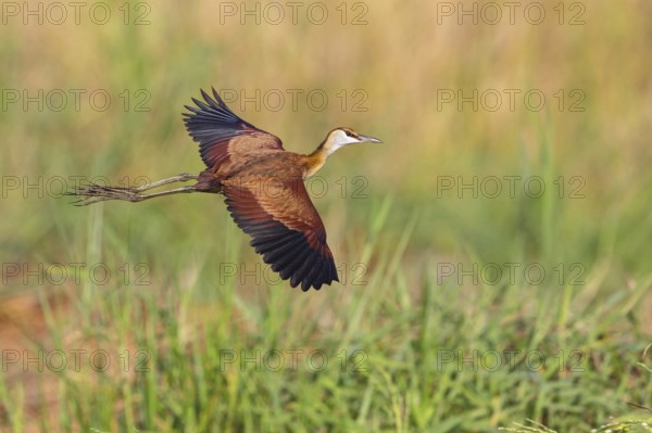 Blue-fronted Jacanas, (Actophilornis africana), Actophilornis africanus