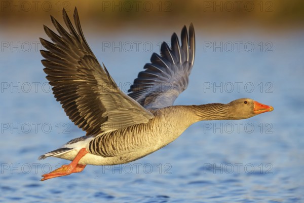 Greylag goose, Anser Anser, flight photo, lateral, flight photo, Wagbachniederung, Baden-W¸rttemberg, Germany, Europe