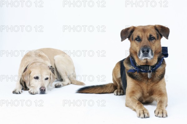 Portrait of 2 dogs in the studio