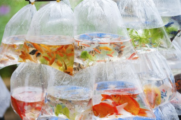 Different kinds of aquarian fish in plastic bags for sale