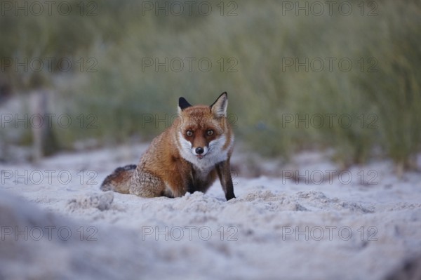 Red fox, Vulpes vulpes, on Darßer Weststrand, Western Pomerania Lagoon National Park, Mecklenburg-Western Pomerania, Germany, Europe