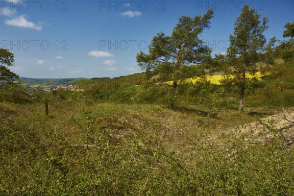 Orchid forest in Lower Franconia, Germany, Europe