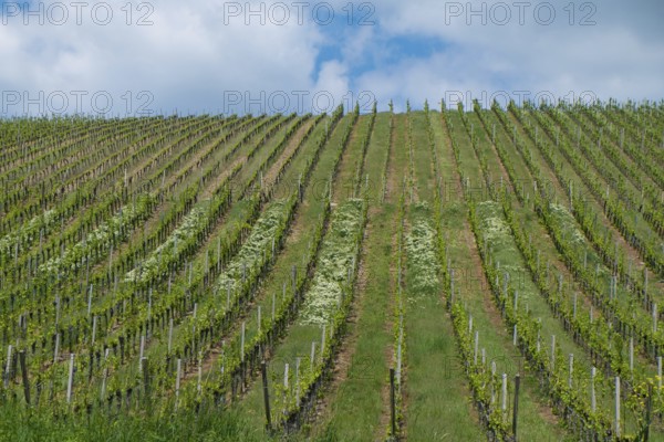 Franconian wine and vineyards near Volkach, Lower Franconia