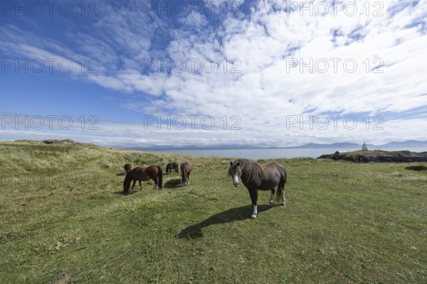 Brown horses grazing in a green meadow by the sea with Twr Mawr Lighthouse in the background, Ynys Llanddwyn, Newborough, Anglesey, Wales, United Kingdom, Europe