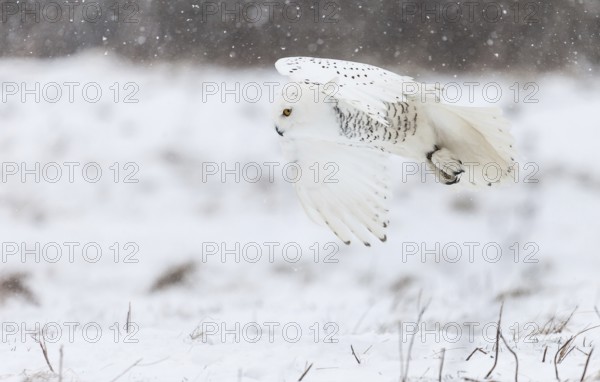 A captive snowy owl (Bubo scandiacus) at a bird of prey sanctury during winter