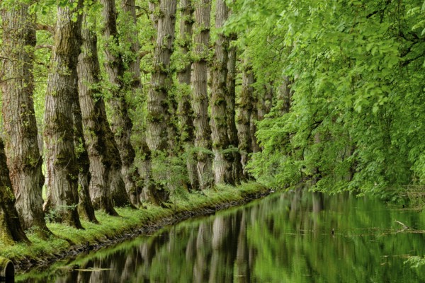 Canal tributary of the river Cher, castle of Chenonceau, 16th century, Chenonceaux, department of Indre and Loire, France, Western Europe, Europe