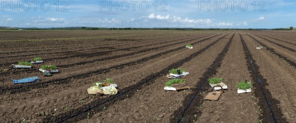 Seedlings in crates on the agriculture land. Planting new plants in soil. Big plantation. Planting broccoli in industrial farm