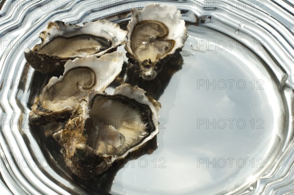 Oysters on a silver tray close up