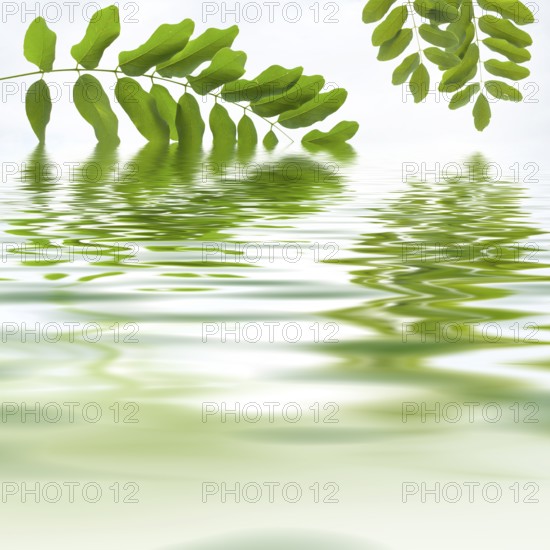 Green leaves reflecting in the water