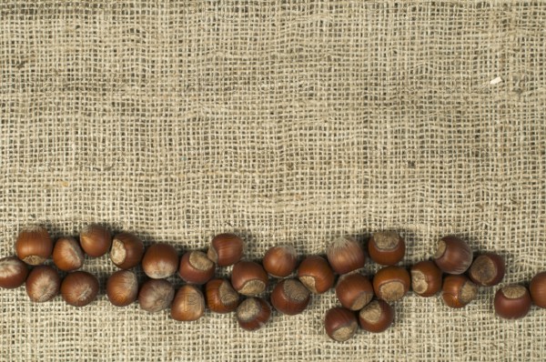 Closeup hazelnuts on burlap. Arranged as border