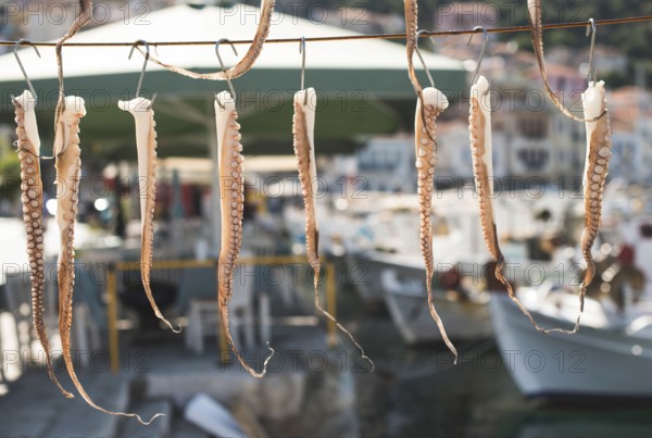 Octopus tied on rope and boats