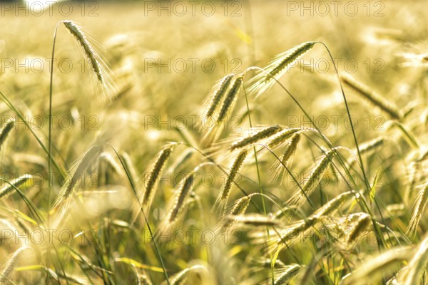 Grain in a field in Europe in July