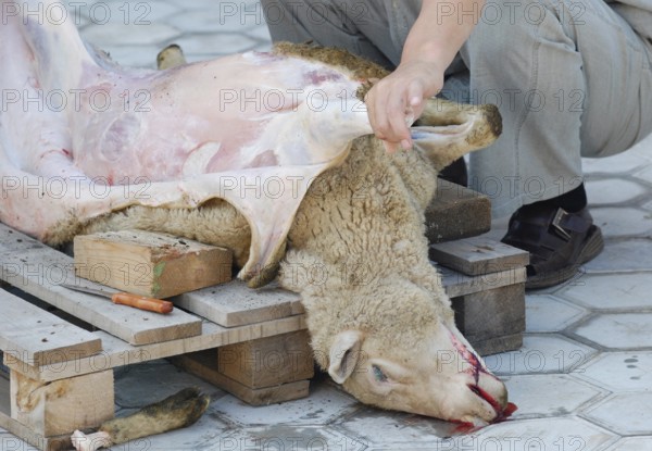 A killed sheep is skinned, mutton is a common food for Mongolian people