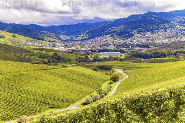 Germany. The even rows of grape bushes are picturesquely illuminated by the autumn sun. The magnificent green world of the Rhine vineyards. The ancient culture of winemaking