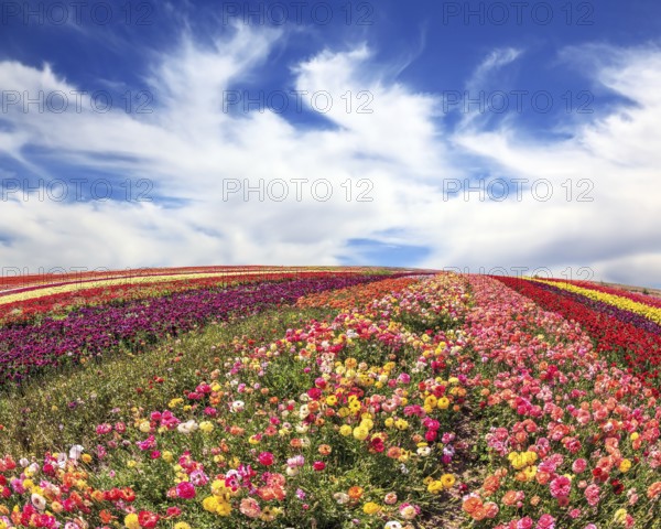 The field of buttercups on windy spring day. The flowers are brightly colored stripes and ready to harvest