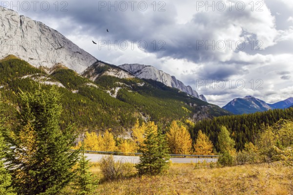 Rain clouds cover the sky. Orange and yellow leaves of aspens and birches adorn the mountains. Road to Miette Hot Springs in the Rockies. Concept of active, eco, car and photo tourism