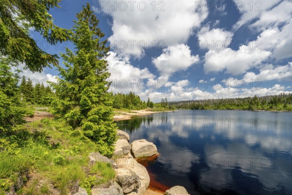 A view of the Oderteich in the Harz Mountains under a blue sky
