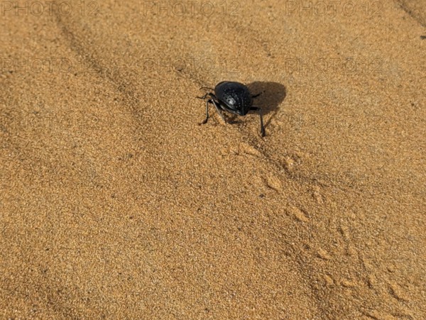 A black scarab beetle in the Erg Chebbi desert in Morocco