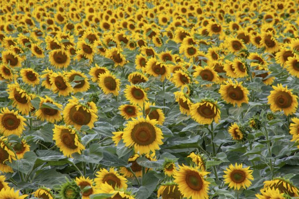 Sunflowers on the field. Background of blooming sunflowers
