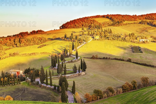 Italy. Slender cypress trees adorn and frame the roads. Wonderful warm sunny day in late autumn. Trip to a magical land was a success! Picturesque hills, gardens and vineyards of Tuscany. Sunset