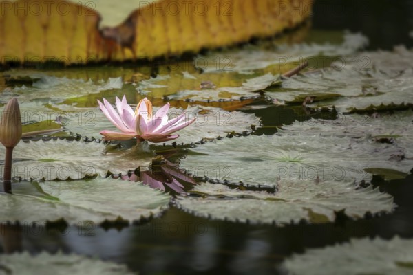An image of a beautiful pink water lily in the garden pond