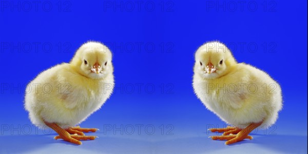 Young hen, chick, studio shot, symbol photo, Easter, two, photo montage studio shot, Lower Saxony, Federal Republic of Germany