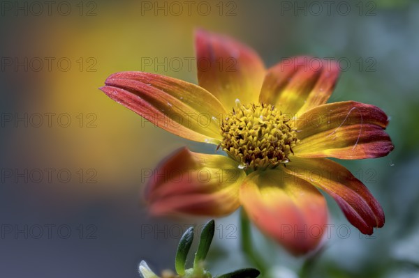 Compositae of the genus Bidens, two-tooth hybrid, summer bloomer, close-up