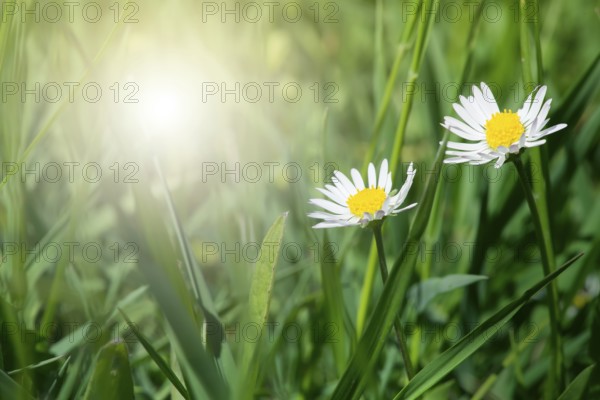 Spring flowers daisies close up. Copy space
