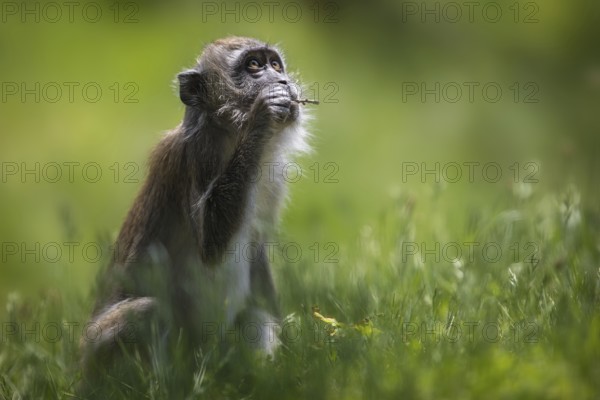 Gnawing on a small branch