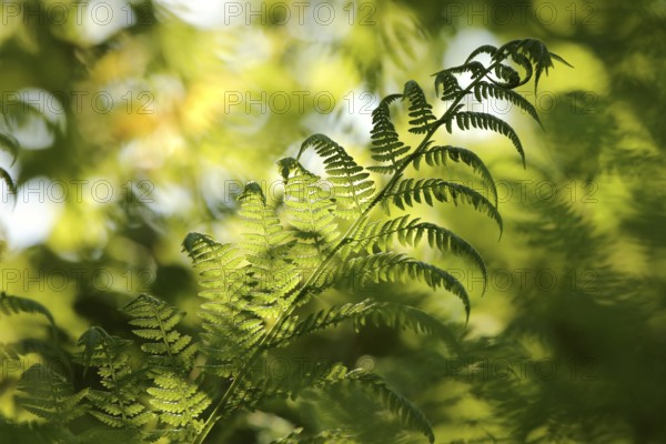 Close-up of fern in the forest on a sunny spring morning