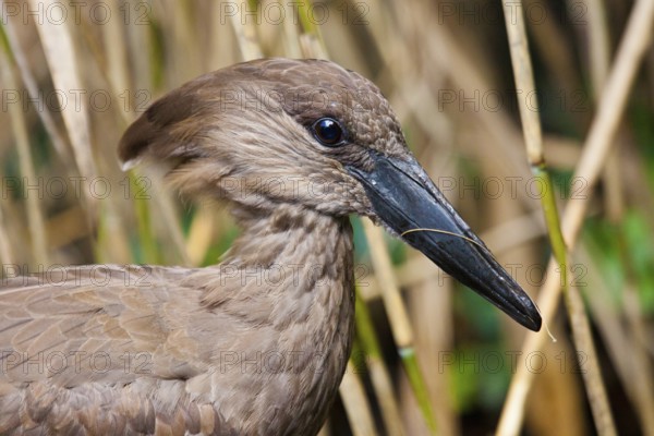 Hammerhead or shadow bird (Scopus umbretta)