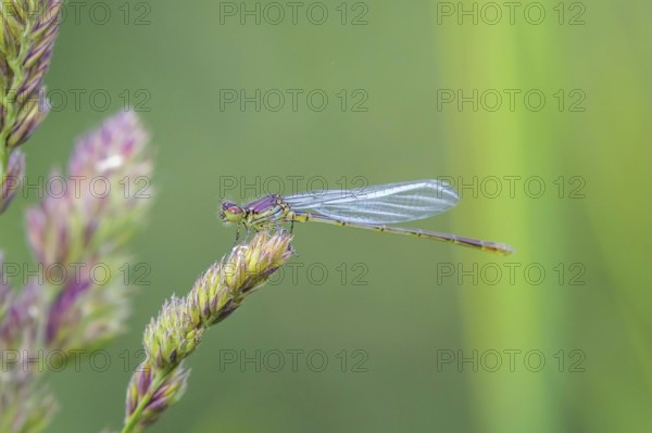 Beautiful Dragonfly on Grass Close Up, Dragonfly Summer Morning
