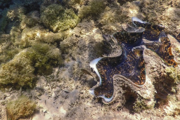 Maxima clam (Tridacna maxima) Underwater, Marine life