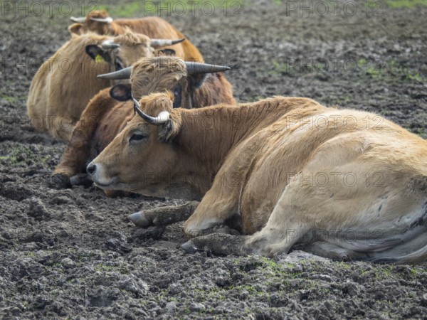 Three lying cows on a muddy pasture in a relaxed atmosphere, münsterland, germany