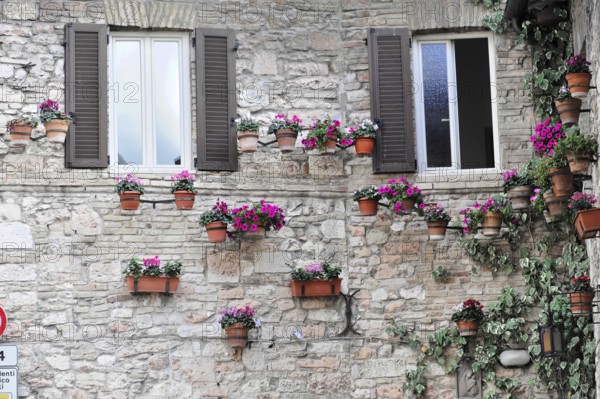 Assisi, Umbria, Italy, Europe, stone wall decorated with numerous flower pots in warm colours, windows with wooden shutters and ivy entwining the façade, Europe